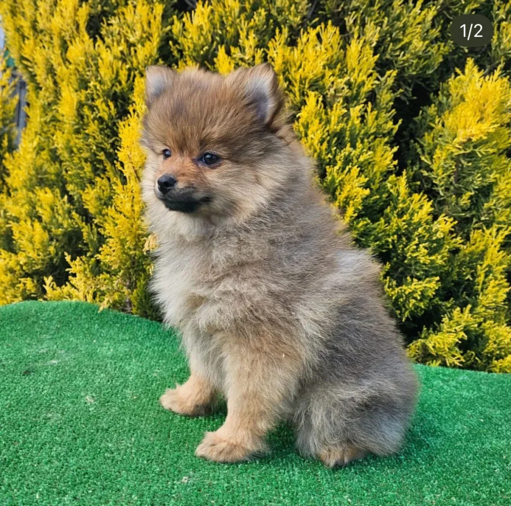 Pomerania
