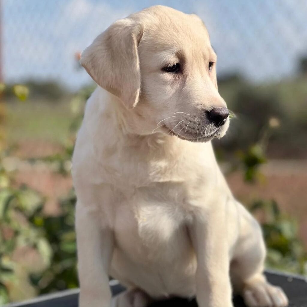 Labrador