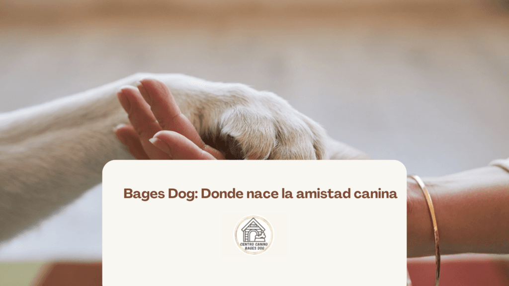 Persona dando la mano a un perro: donde nace la amistad canina