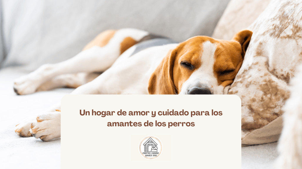 perro beagle durmiendo: amor y cuidado para los amantes de los perros
