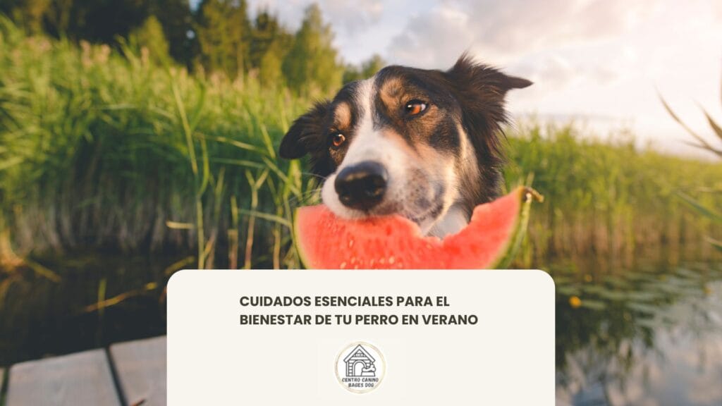 cachorro con una sandía, cuidados esenciales para tu cachorro