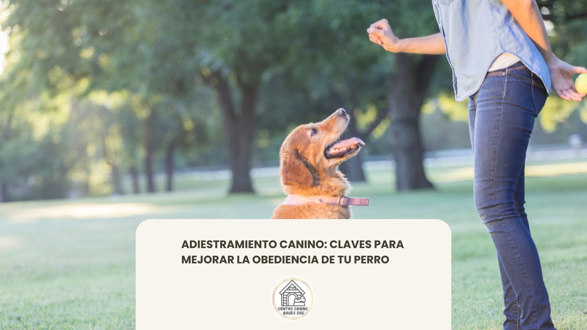 Perro siendo retribuido con una chuche, claves para la obedeiencia de tu perro