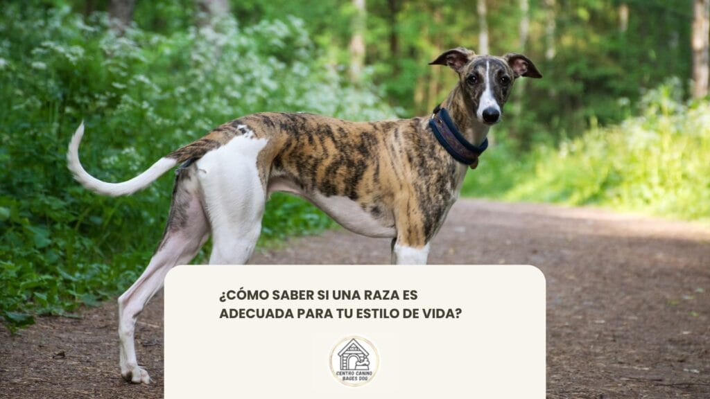 Perro galgo mirando de perfil , ¿Cómo saber si una raza es adecuada para tu estilo de vida?