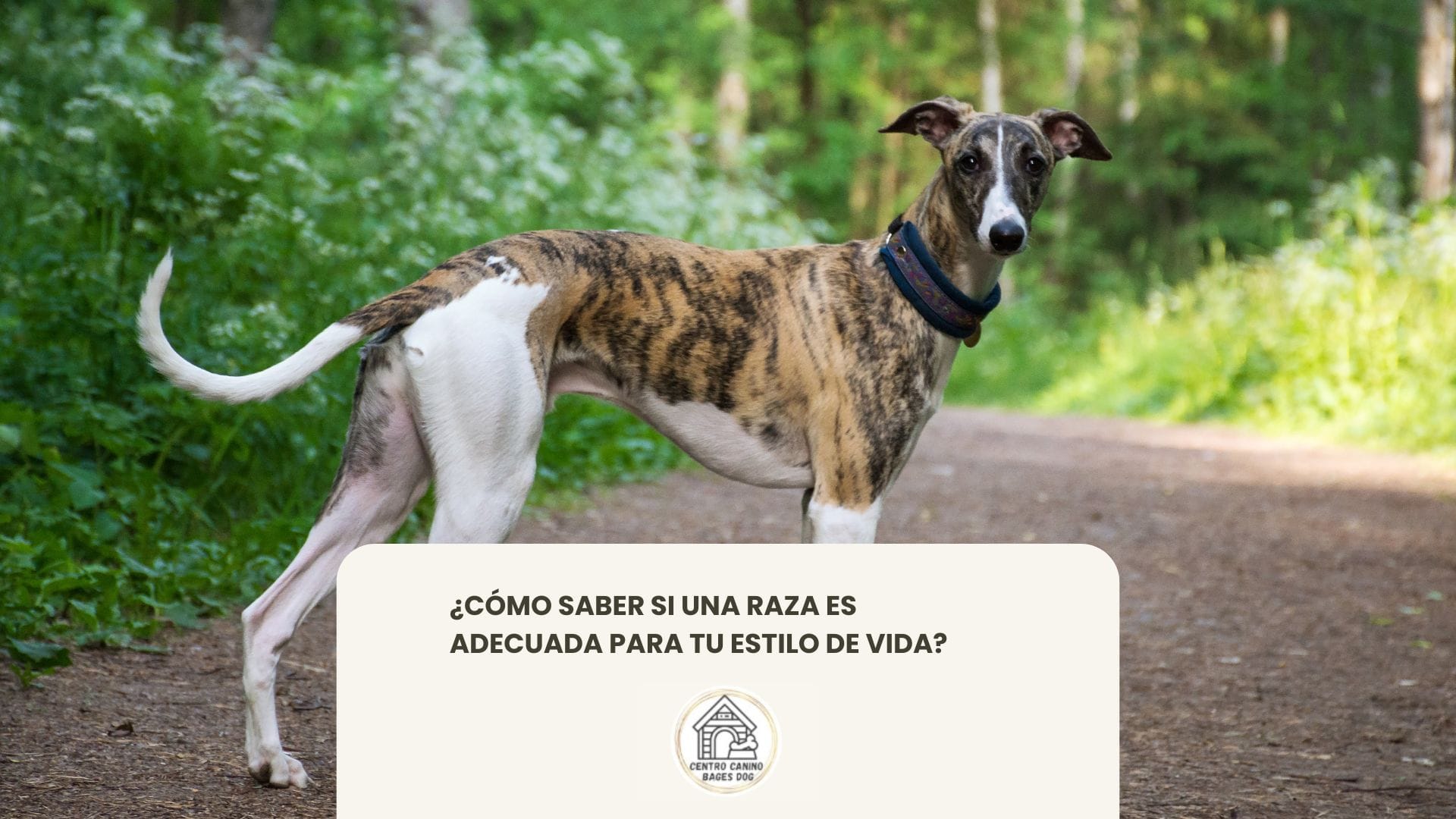 Perro galgo mirando de perfil , ¿Cómo saber si una raza es adecuada para tu estilo de vida?
