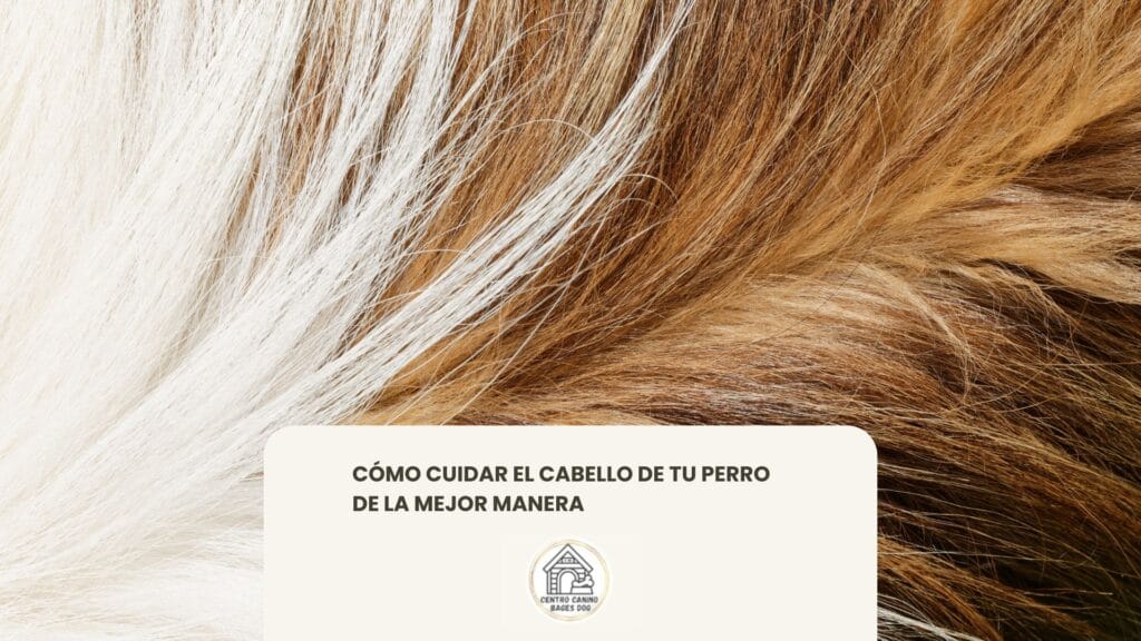 Imagen acercada del pelaje de un perro, cómo cuidar su cabello