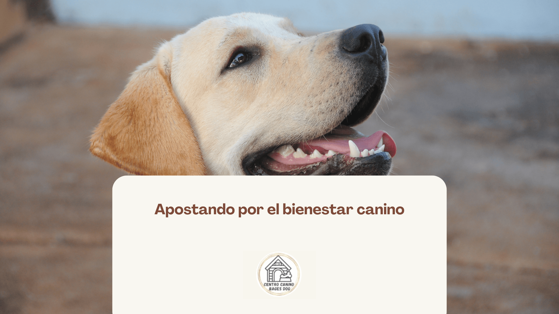 perro mirando a su dueño, golden color amarillo: apostando por el bienestar canino