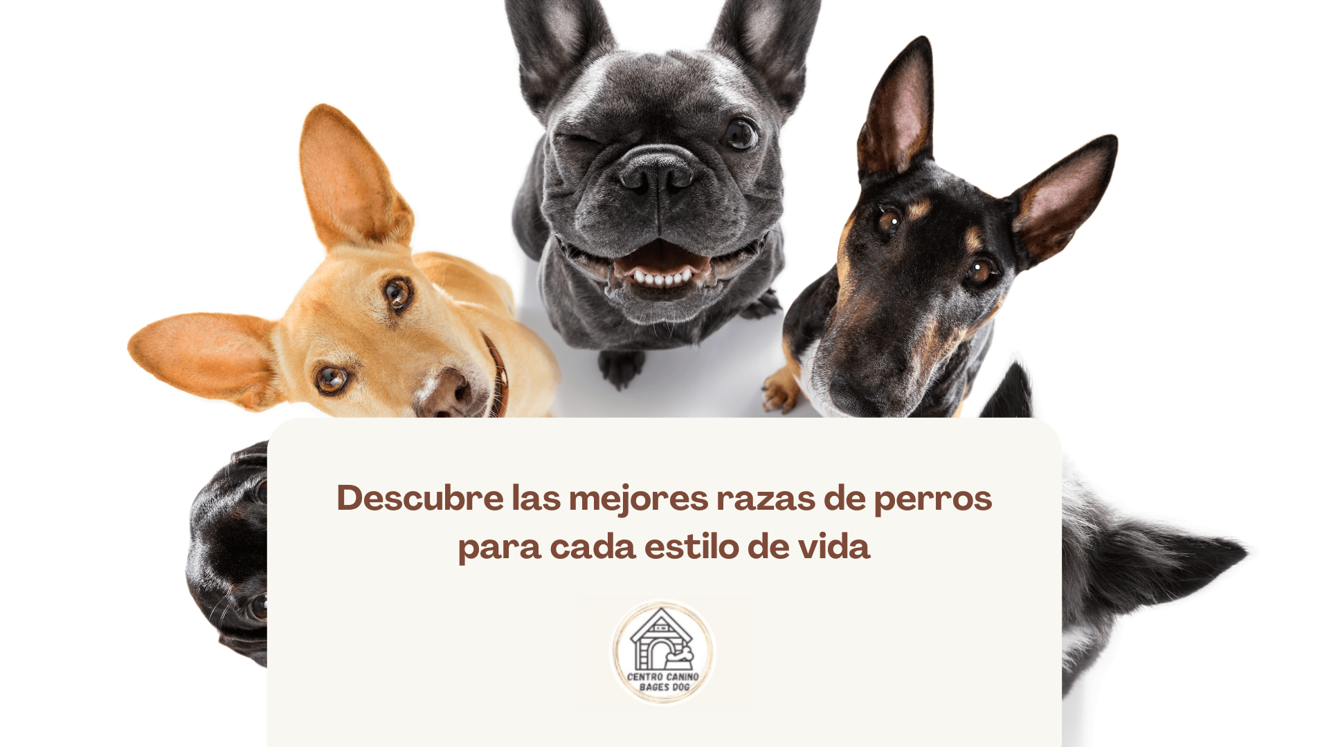 Imagen de perros sentados en círculo con fondo blanco, descubrelas mejores razas de perro