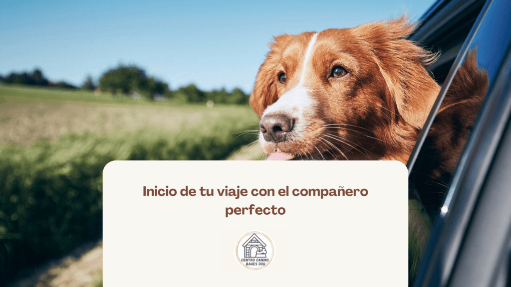 cachorro sacando la lengua en la ventanilla de un coche, inicio de tu viaje con el compañero perfecto