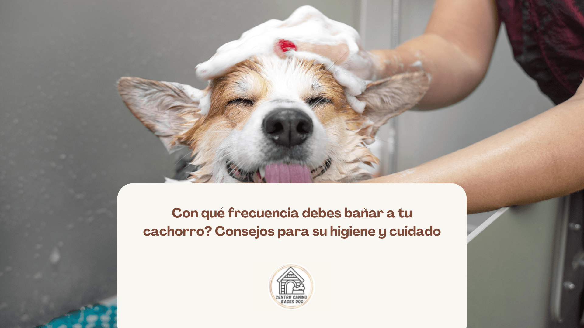 ¿Con qué frecuencia debes bañar a tu cachorro? imagen de un perro felíz siendo bañado con shampoo