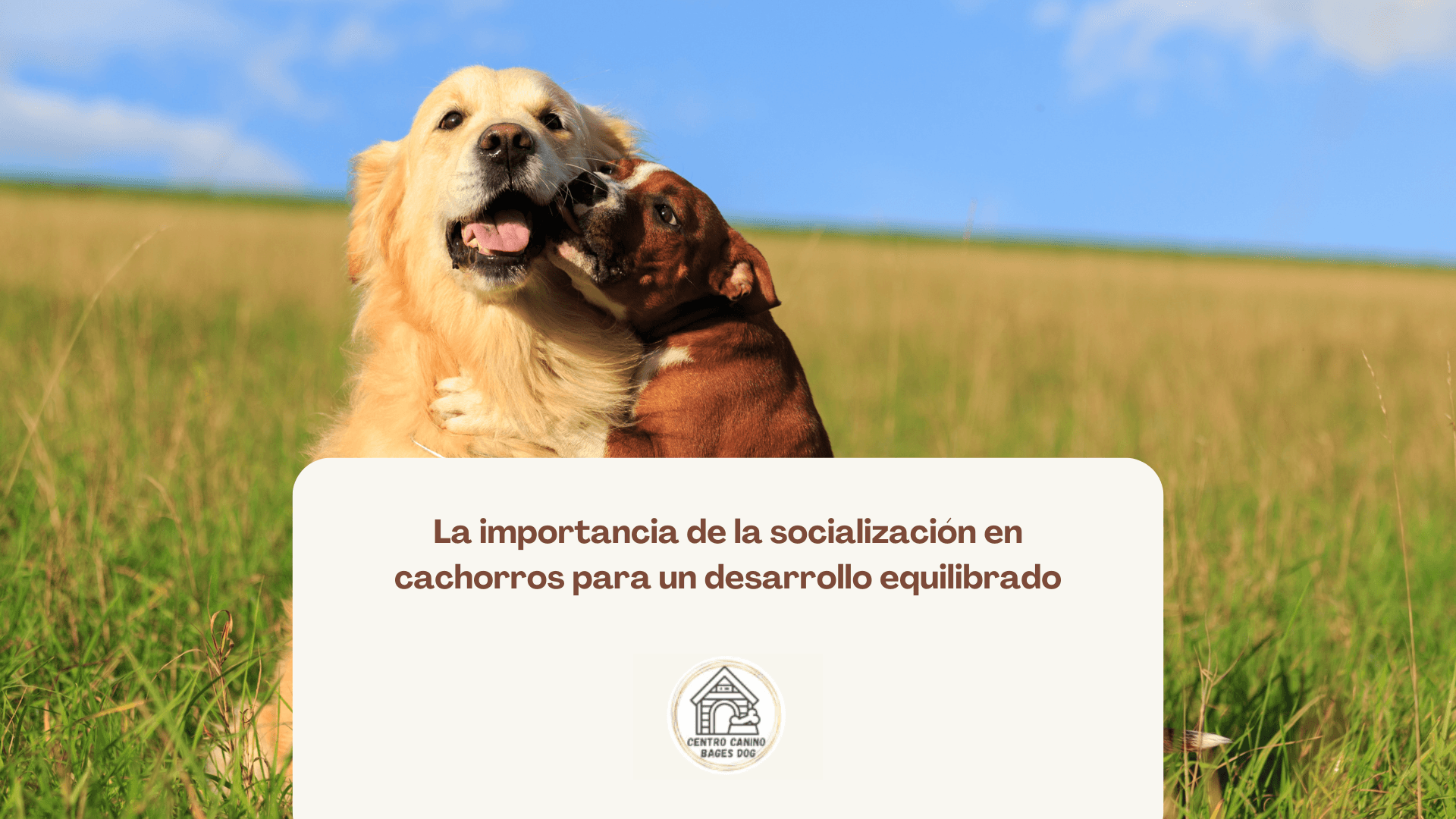Dos cachorros en un campo verde, se trata de un golden y un bulldog, la importancia de la socialización en cachorros
