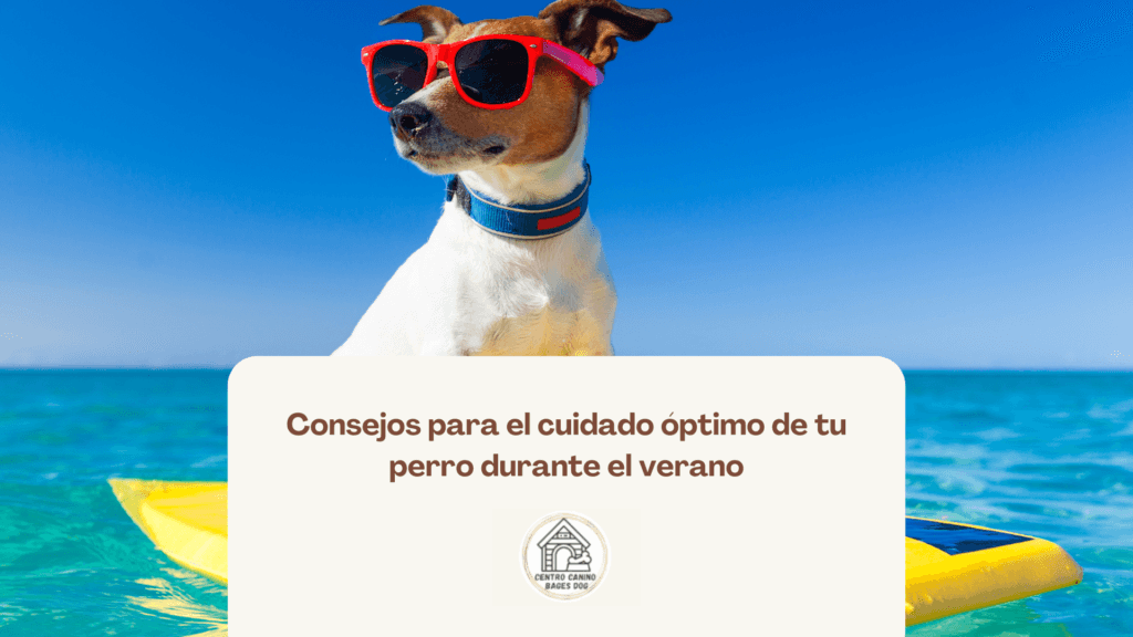Perro con gafas de sol en el mar, consejos para cuidar a tu perro en el verano