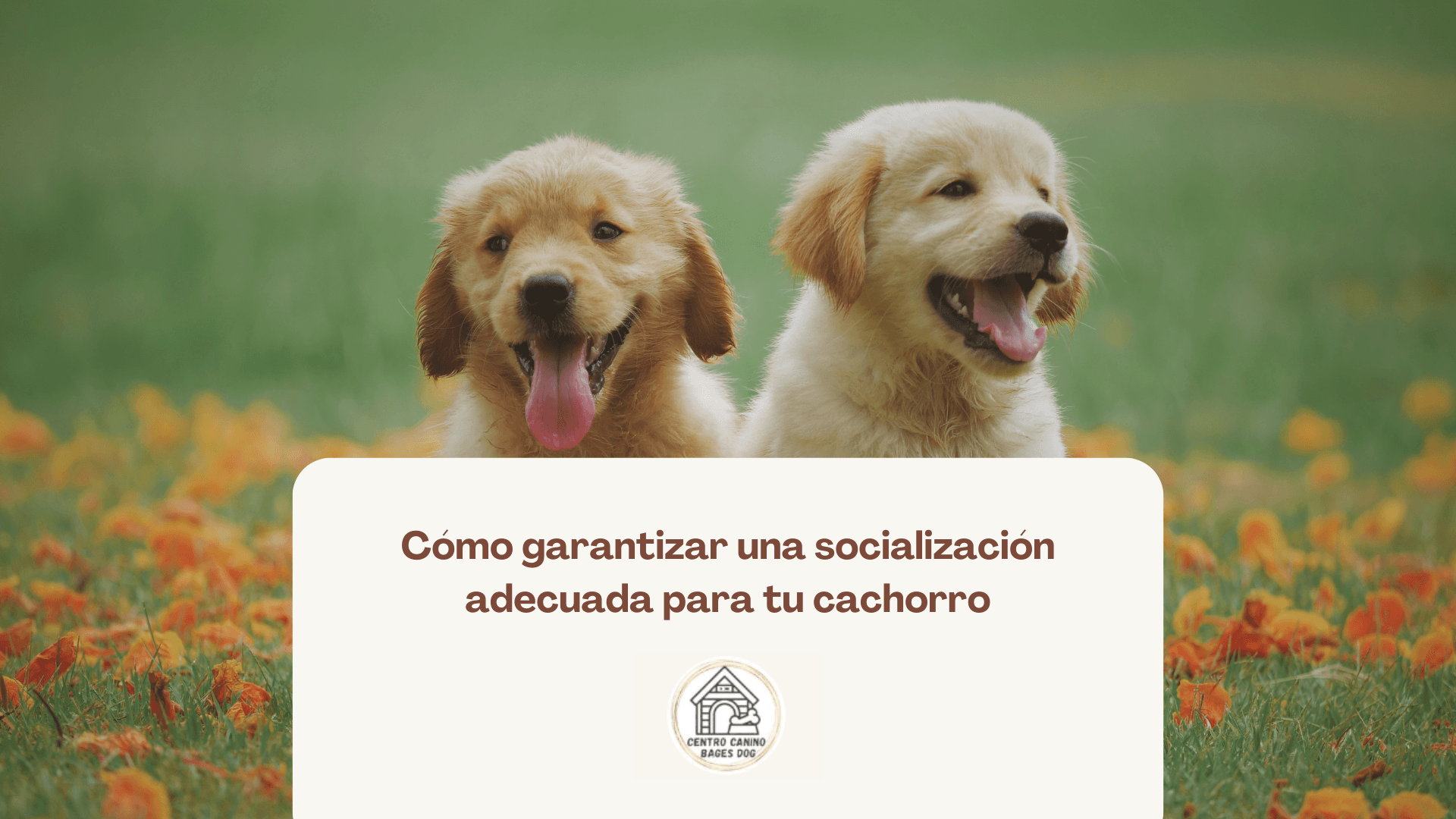dos cachorros golden en un campo de flores, socialización adecuada