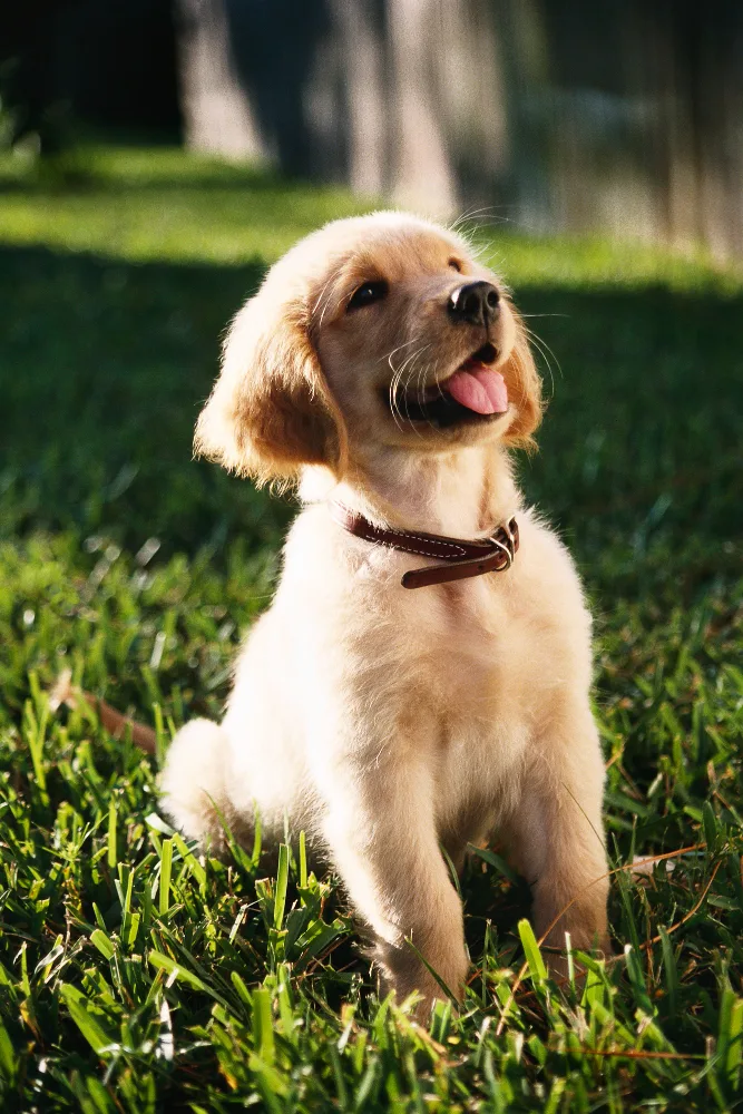 comprar cachorro