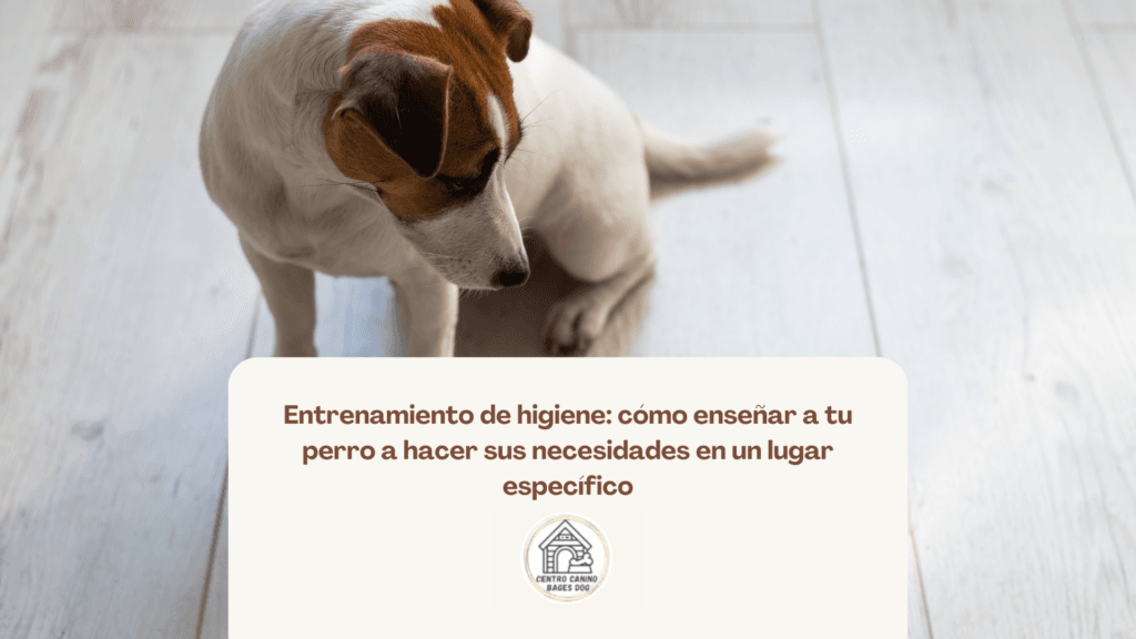 Imagen de perro siendo regañado usada para blog de Bages dog de entrenamiento de higiene