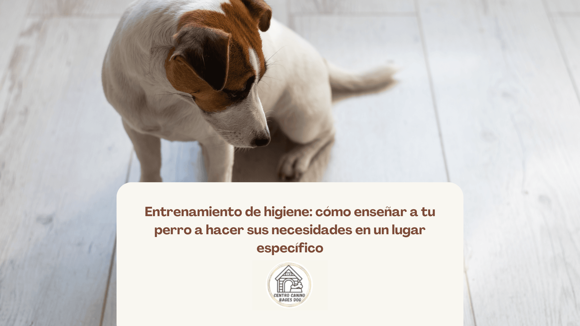 Imagen de perro siendo regañado usada para blog de Bages dog de entrenamiento de higiene