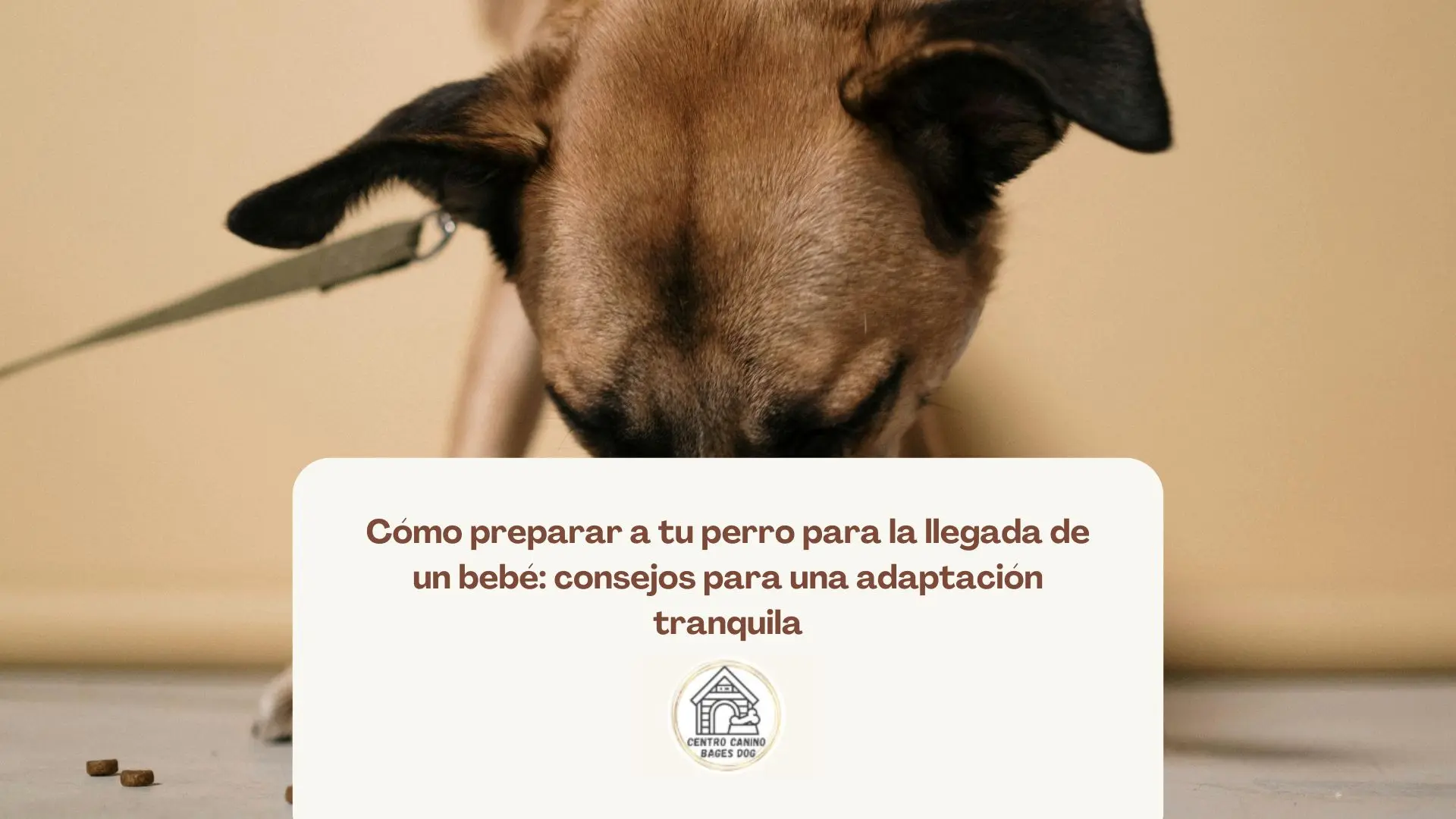 Imagen de perro mediano comiendo con su dietas para perros
