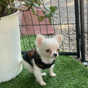 chihuahua cachorro