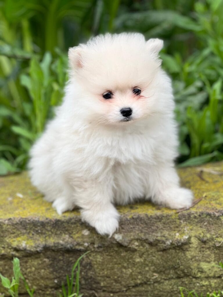 Cachorro pequeño blanco apoyado en en un poyete