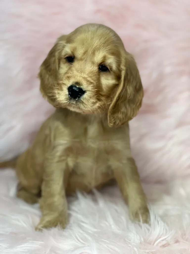 cachorro pequeño sentado en una alfombra