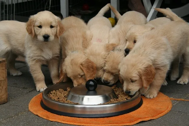 comprar cachorro