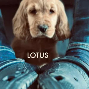 Cachorro cocker spaniel: clientes satisfechos