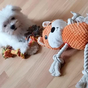 Bichon maltés jugando con peluches recién adoptado: clientes satisfechos bages dog