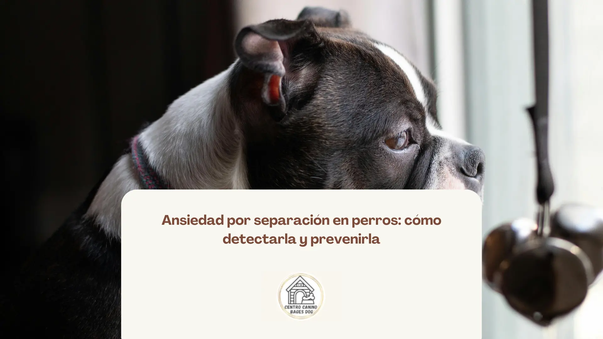 cachorro observando la ventana: cómo evitar ansiedad por separación