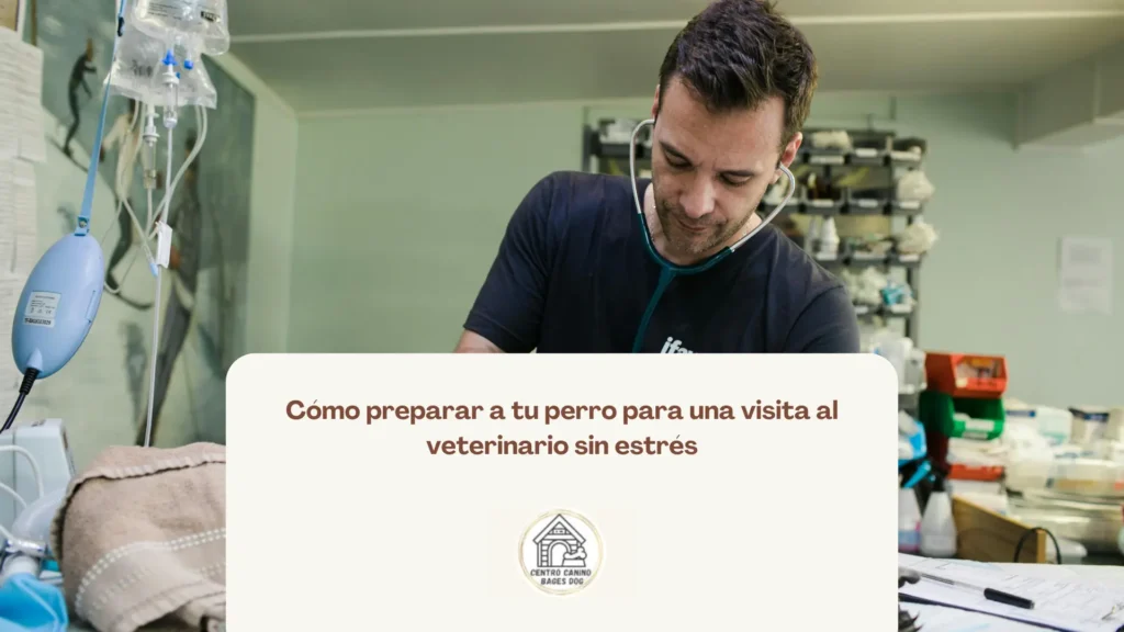 veterinario haciendo revisión a perro: cómo prepararlo
