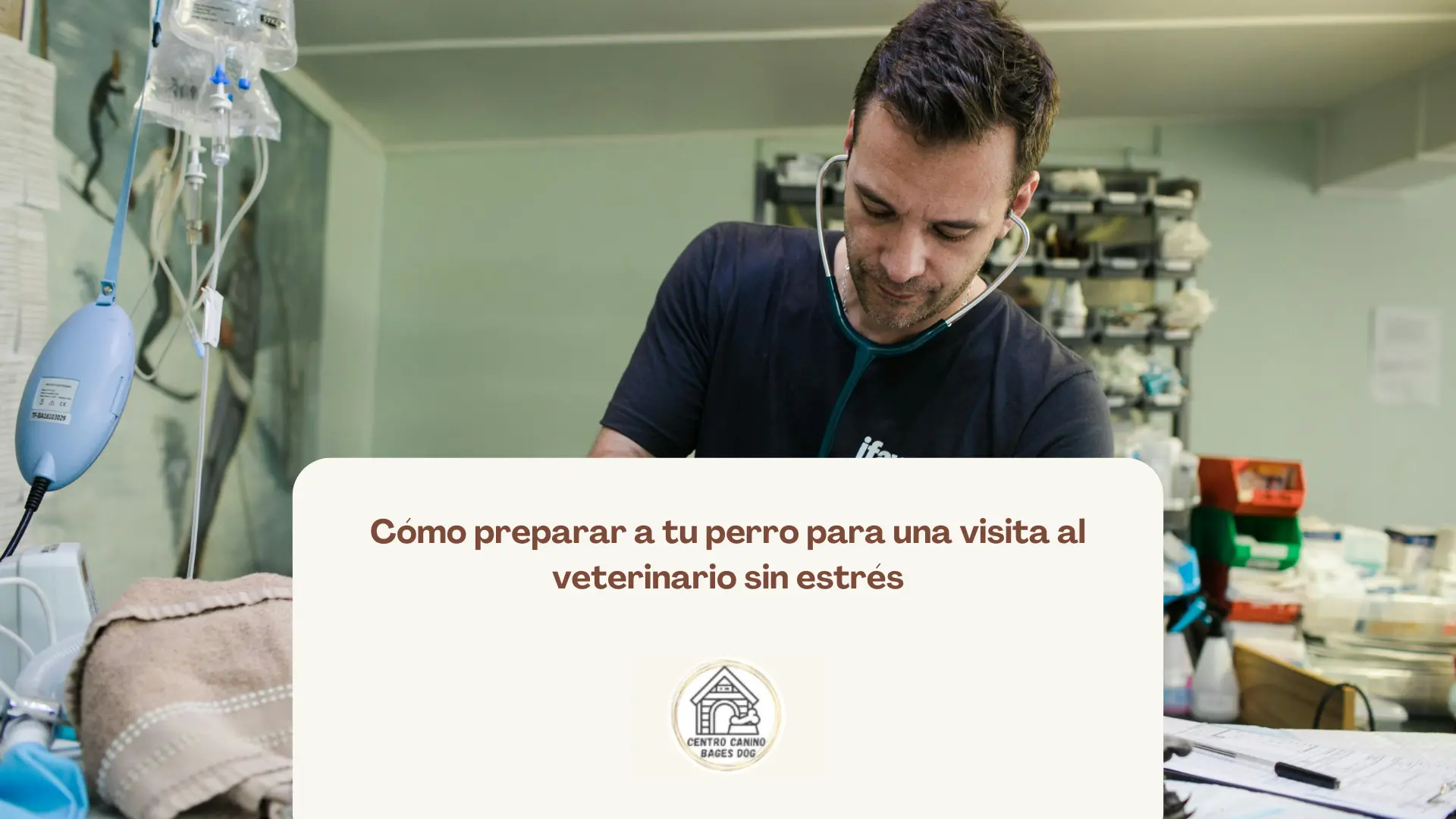 veterinario haciendo revisión a perro: cómo prepararlo