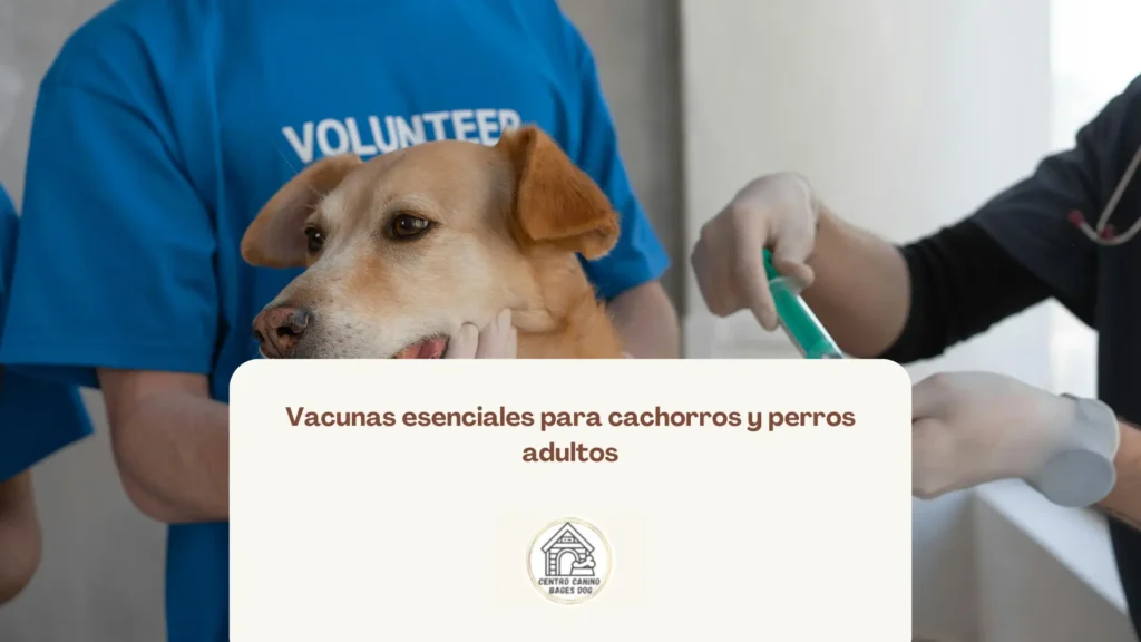 imagen de perro a punto de ser vacunado: vacunas esenciales para cachorros y perro adultos