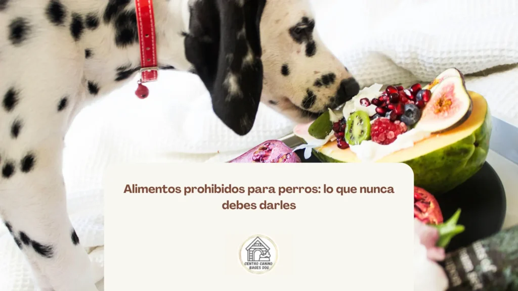 perro dálmata comiendo frutas: alimentos prohibidos para perros
