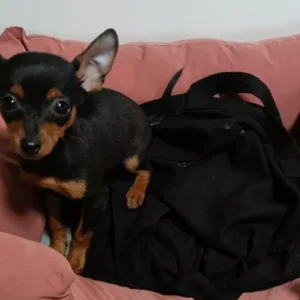 cachorro ratón de praga adoptado: clientes felices