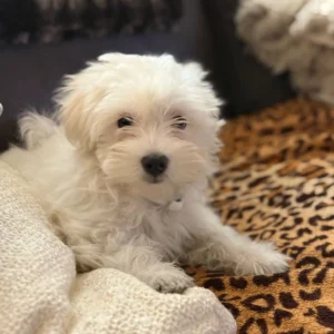 Perro cachorro bichón maltés