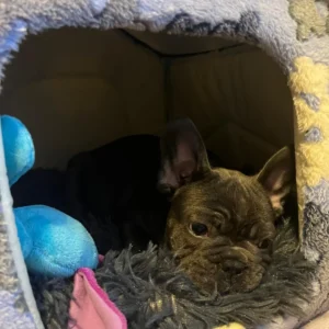 bulldog francés descansando en su nueva cama: clientes satisfechos bages dog