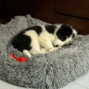 Border collie adoptado