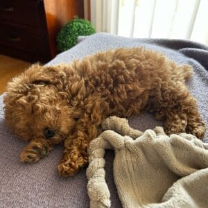 caniche toy color café durmiendo en su nuevo hogar: clientes satisfechos bages dog