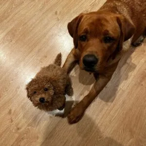 cachorro con su hermano compartiendo: clientes satisfechos bages dog