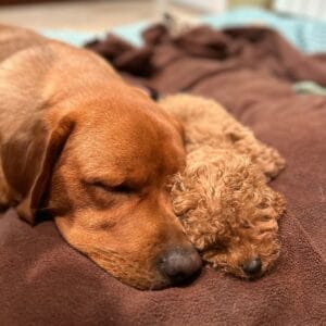 perros durmiendo en lugar acogedor: clientes satisfechos bages dog