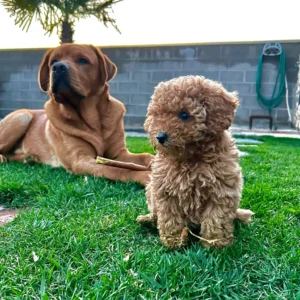 2 perros relajados en su nuevo hogar, caniche y labrador: clientes satisfechos