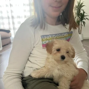 cachorro maltipoo toy con chica: clientes satisfechos bages dog