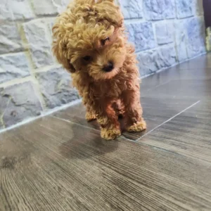 Caniche toy color café cachorro en suelo de madera: clientes satisfechos Bages Dog