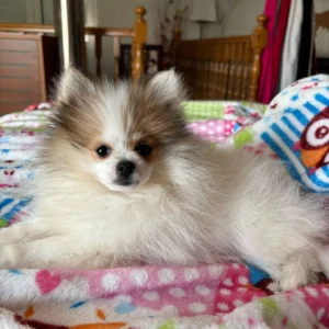 pomeranian toy acostado en una cama