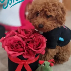 caniche toy con ramo de flores