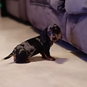 Snicker teckel arlequín en su nuevo hogar: clientes satisfechos