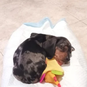 teckel arlequín llamado snicker durmiendo en su nueva cama
