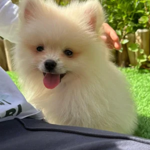 cachorro pomerania en jardín