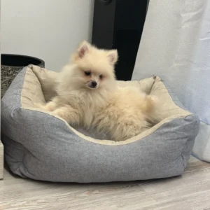 cachorro pomerania clientes satisfechos