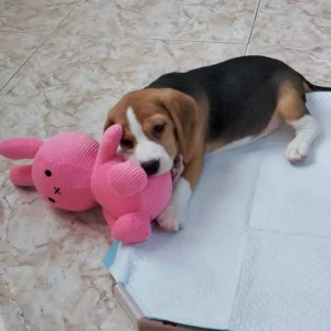 beagle mordiendo peluche color rosa, clientes satisfechos