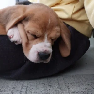 beagle descansando en cobija negra: clientes satisfechos bages dog