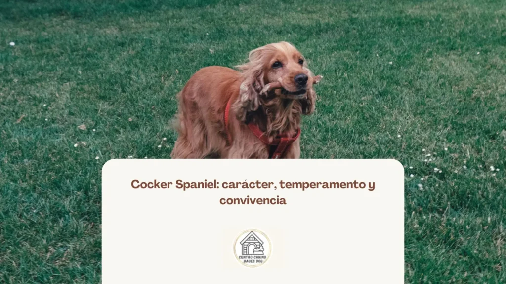 Imagen de cocker con palo de madera en la boca, usada para blog de bages dog